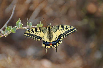Yellow Butterfly in Ibiza Spain