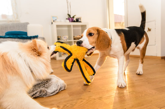 Dogs Beagle And Spitz Klein Fight Over A Yellow Octopus Toy Indoor Fun