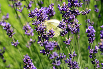 Buterfly cabbage butterfly on flower, macro. Pieris brassicae pollinating lavender in eco, rustic, home garden.
