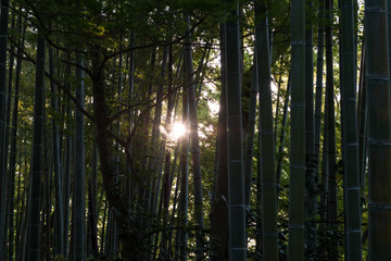 Sunlight through a Bamboo Grove