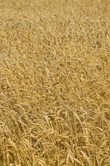 Wheat field. cereals. harvest on an agricultural field. agrarian sector of production