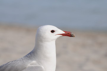 Seagul in Ibiza