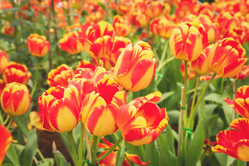 Beautiful tulips in tulip field at winter or spring day,tulip flower in Thailand.