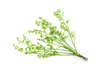 siamese neem tree on white background