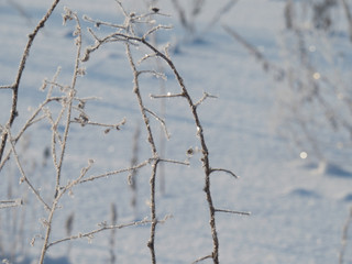 Sunny winter day, the sun rises, illuminating everything around it with its warm rays