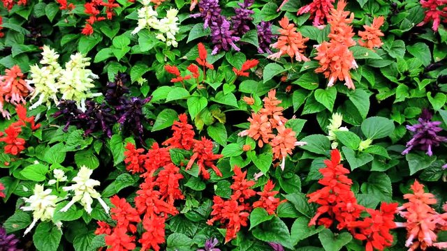 Beautiful salvia blooming in spring garden