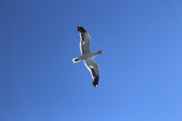 seagull screaming