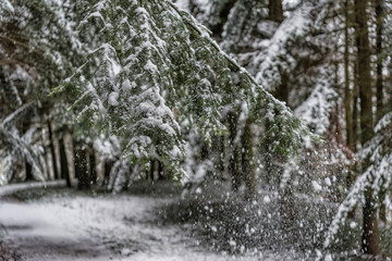 Beautiful winter landscape with snow covered trees