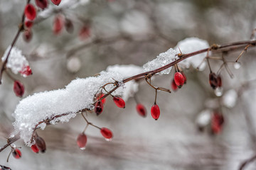 ice on berries winter background