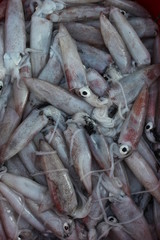 Fresh Squid on the Vietnamese market, street seafood