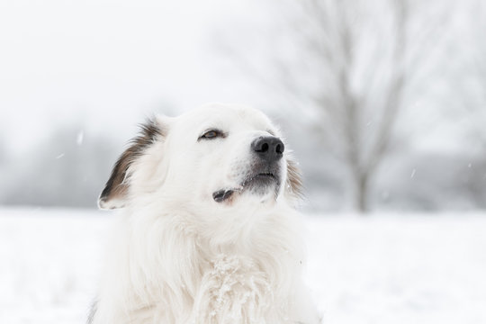 Poud to be Border Collie