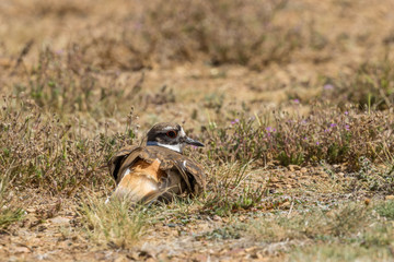 KilldeerSitting on a Nest