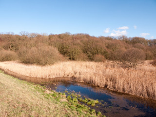 close up view of reeds outside growing in marshland nature reserve