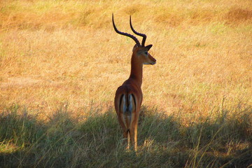 Tanzanie