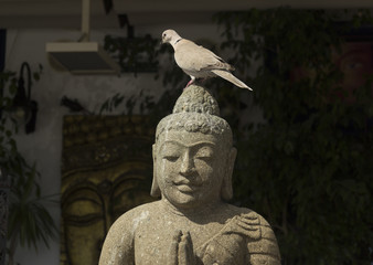 Pigeon perched on buddha head Pueto del Carmen Lanzarote, Canary Islands. Spain