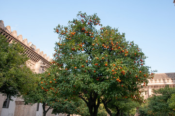 Fototapeta na wymiar seville oranges