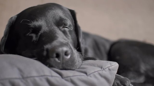 black dog labrador retriever breathes in a dream