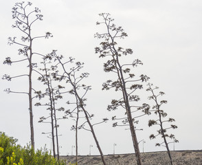Yucca flower stalks Lanzarote, Canary Islands. Spain