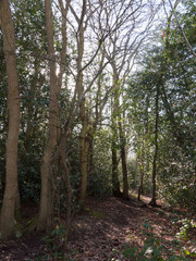 inside forest sunny beam trees green path woodland nature