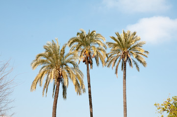 Palm trees in Seville