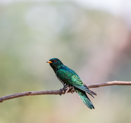 Asian Emerald Cuckoo (Chrysococcyx maculatus)