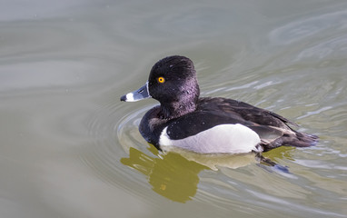 Ring-necked duck on pond at Tingley Beach in Albuquerque, New Mexico