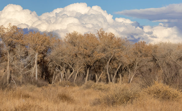 Cottonwood trees, grass, clouds and sky near Rio Grande north of Albuquerque, New Mexico