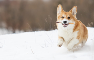 welsh corgi dog running outdoors in the snow