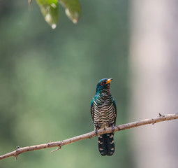 Asian Emerald Cuckoo (Chrysococcyx maculatus)