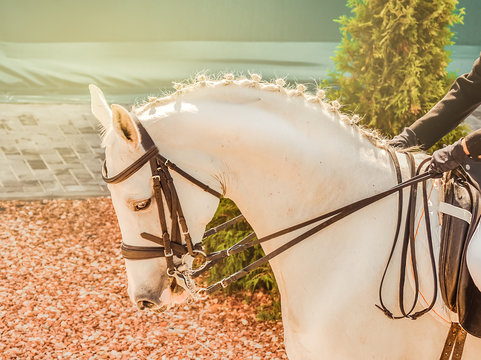 White horse, advanced dressage test on equestrian competition. Professional female horse rider, equine theme. Saddle, bridle, boots and other details.