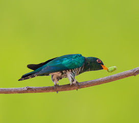 Asian Emerald Cuckoo (Chrysococcyx maculatus) Cactus Emerald is native to the tropical evergreen forests of northern India, southern China, and northern Thailand.