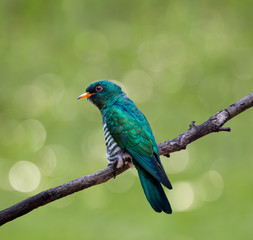 Asian Emerald Cuckoo (Chrysococcyx maculatus) Cactus Emerald is native to the tropical evergreen forests of northern India, southern China, and northern Thailand.