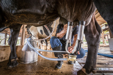 A cows with a man is milking in a dairy farm