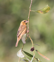 Weaver Bird is a bird eating small grains.
