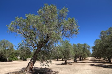 Italian olive trees