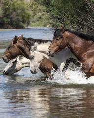 Wild Horses on the Lower Salt River, Tonto National Forest