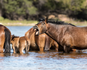 Wild Horses on the Lower Salt River, Tonto National Forest