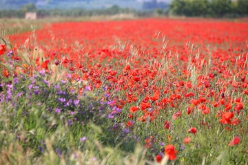 Italy poppy field
