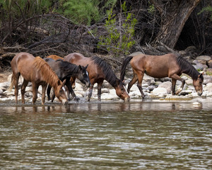 Wild Horses on the Lower Salt River, Tonto National Forest