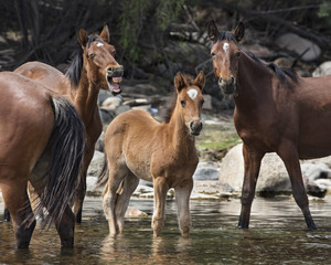 Fototapeta na wymiar Wild Horses on the Lower Salt River, Tonto National Forest