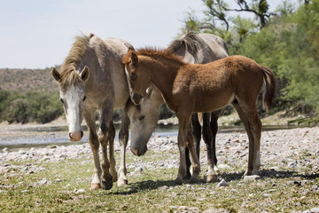 Fototapeta premium Wild Horses on the Lower Salt River, Tonto National Forest