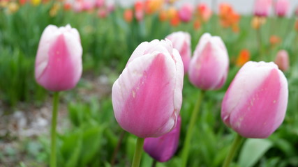 Pink tulips at Niagara Falls, Toronto Ontario Canada
