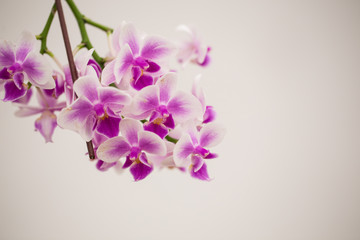 Fototapeta na wymiar Purple blossom orchid with white backdrop.