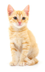 Obraz premium Kitten on white background.