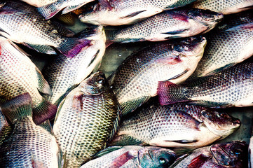 Tilapia fish for sale is available at the market.