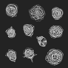 Flowers set. Hand drawn rose vector