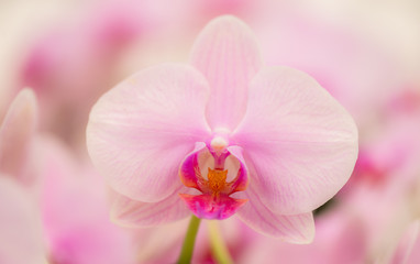 Naklejka na ściany i meble Pink orchid in the garden