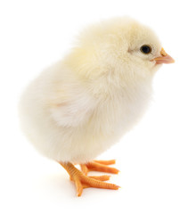 Small yellow chicken