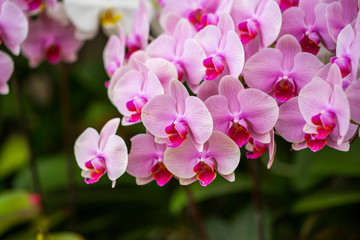 Fototapeta na wymiar Pink orchid in the garden.