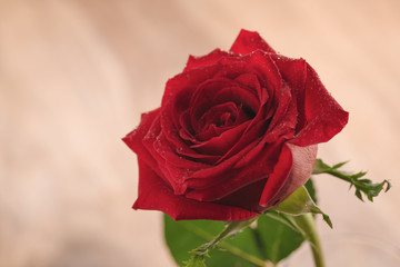 wet red rose flower closeup